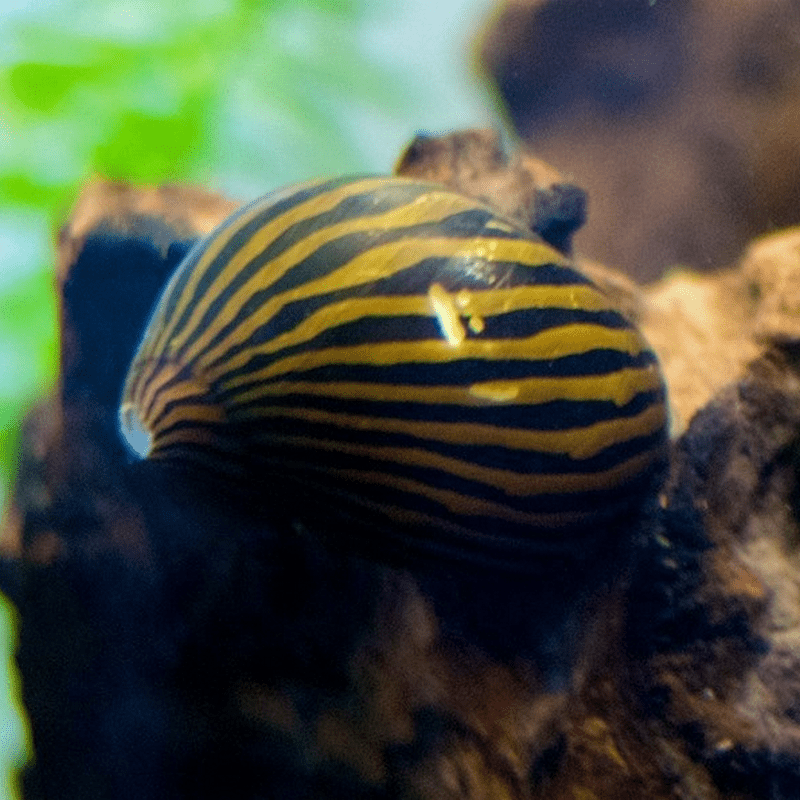 Zebra Nerite Snail - Real Aquatics