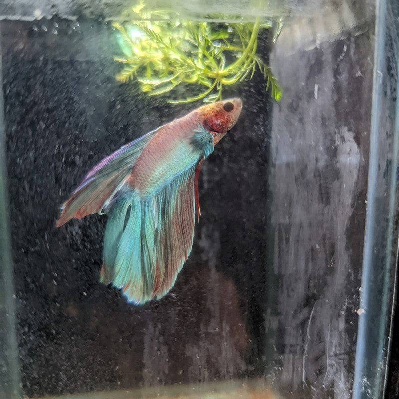 Male Betta Siamese Fighter Fish (#21) - Real Aquatics