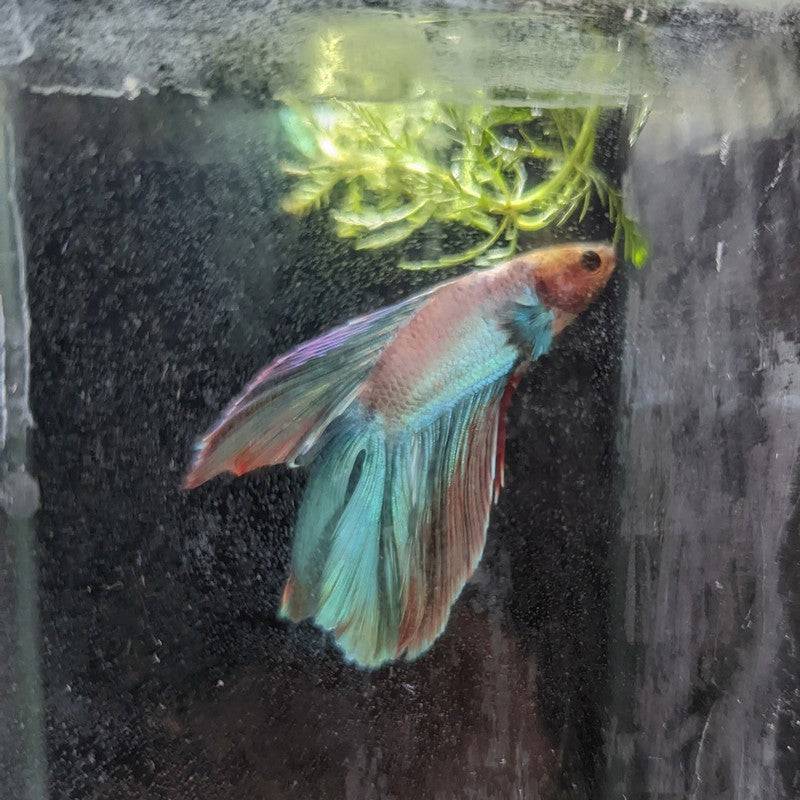 Male Betta Siamese Fighter Fish (#21) - Real Aquatics