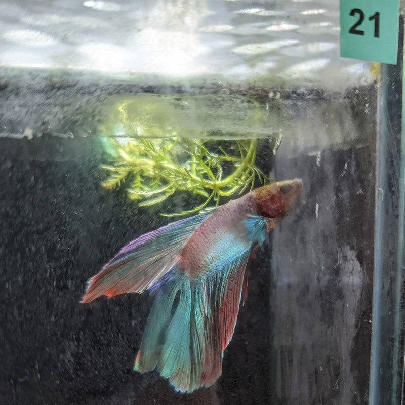 Male Betta Siamese Fighter Fish (#21) - Real Aquatics