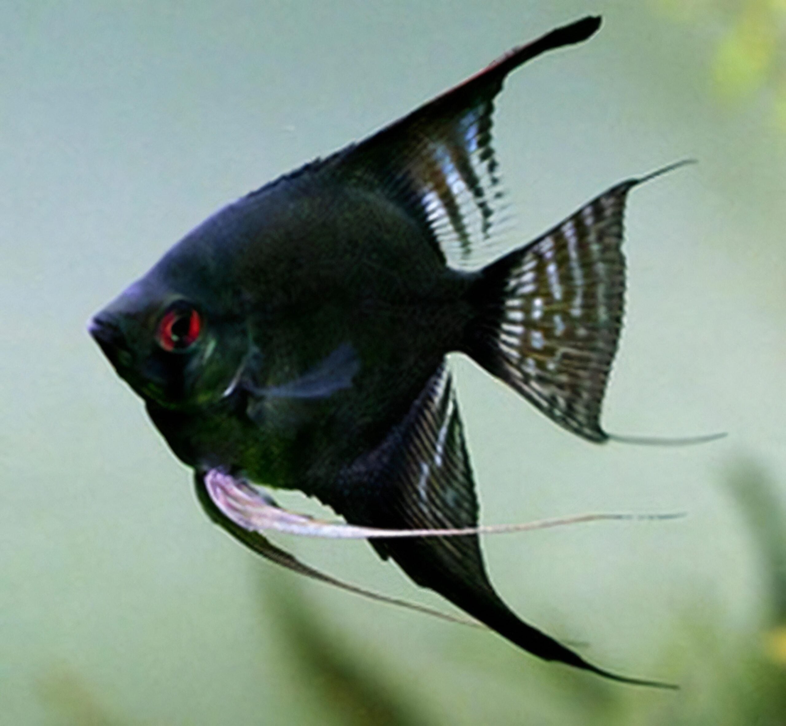 Black Angelfish Pterophyllum Scalare