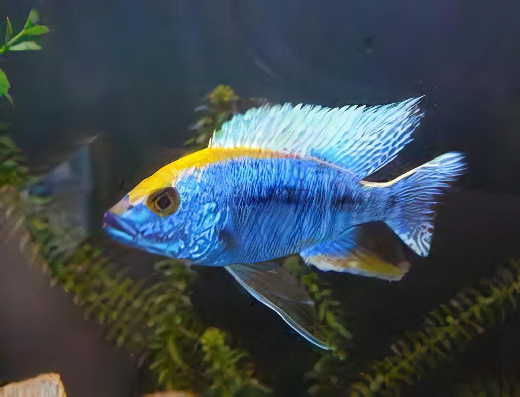 Haplochromis Spilonotus Malawi African Cichlid