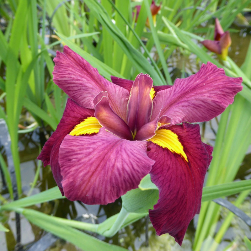 Iris Louisiana Ann Chowning