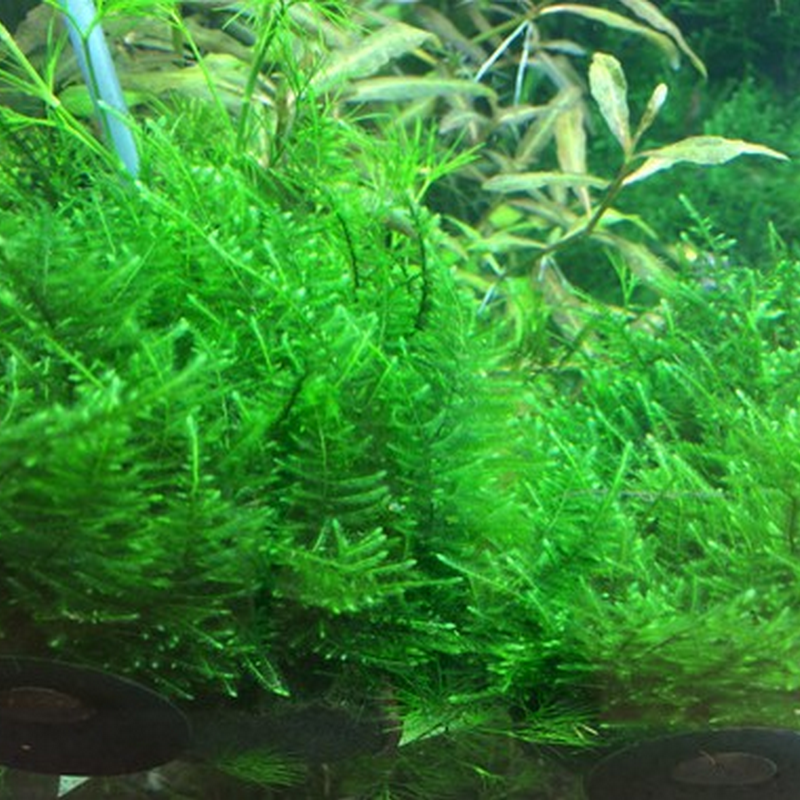 Tropica In-Vitro 1-2-Grow! Taxiphyllum 'Taiwan Moss'