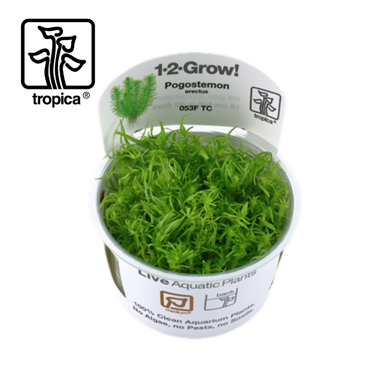 Tropica In-Vitro 1-2-Grow! Pogostemon Erectus