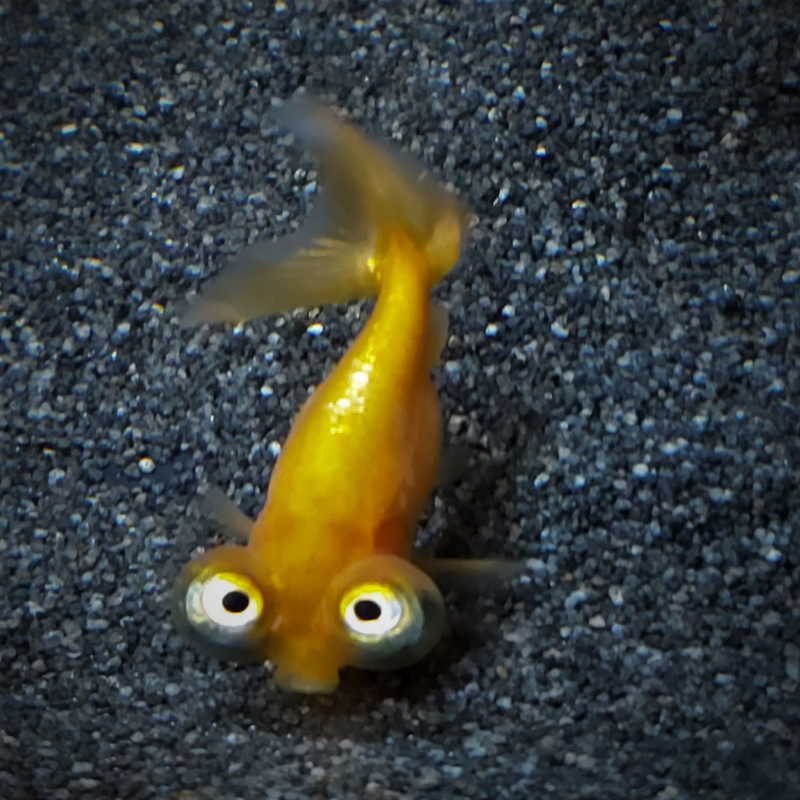 Celestial Eye Fancy Goldfish 2-3"