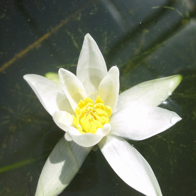 Nymphaea Alba White Lily Waterlily