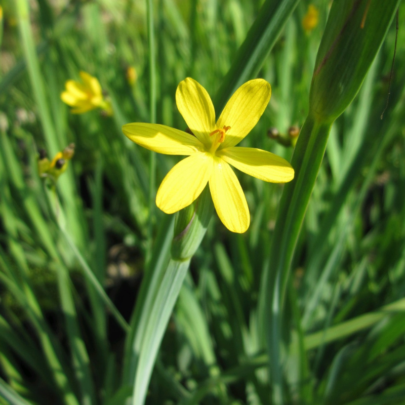 Sisyrinchium Californicum Yellow Eyed Grass