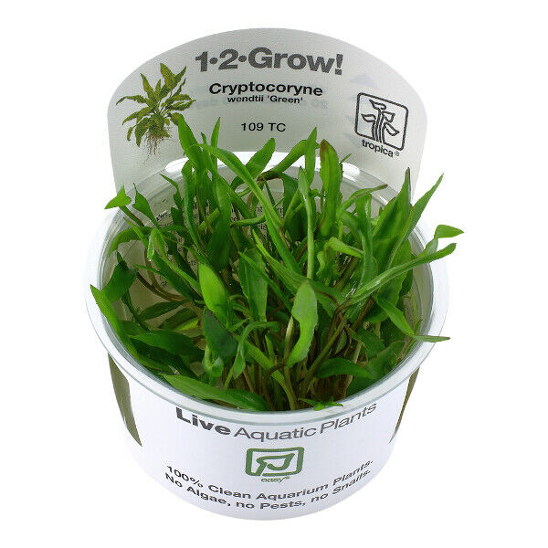 Tropica In Vitro 1-2-grow! Cryptocoryne wendtii 'Green'