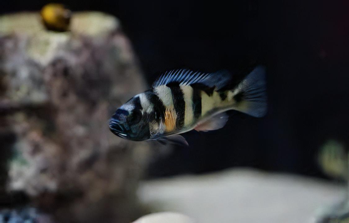Haplochromis Obliquidens Victoria African Cichlid