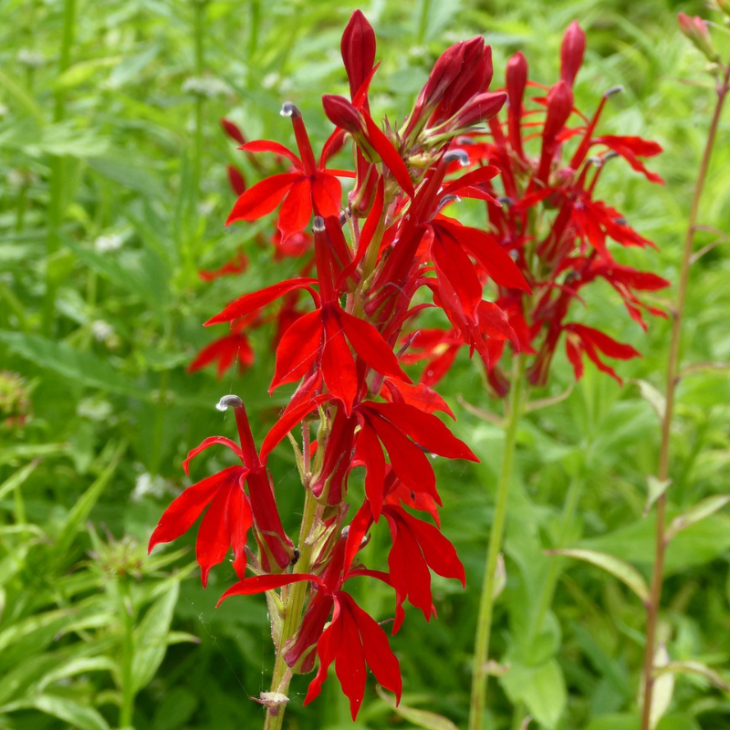 Lobelia Cardinalis Cardinal Flower