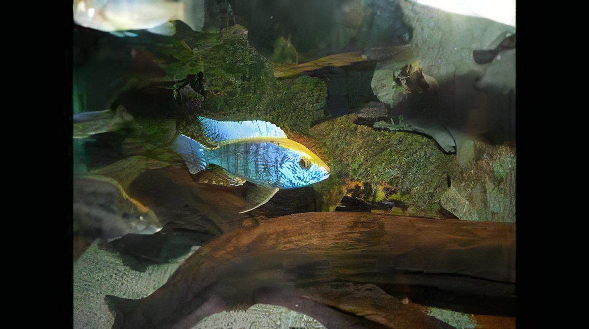 Haplochromis Spilonotus Malawi African Cichlid