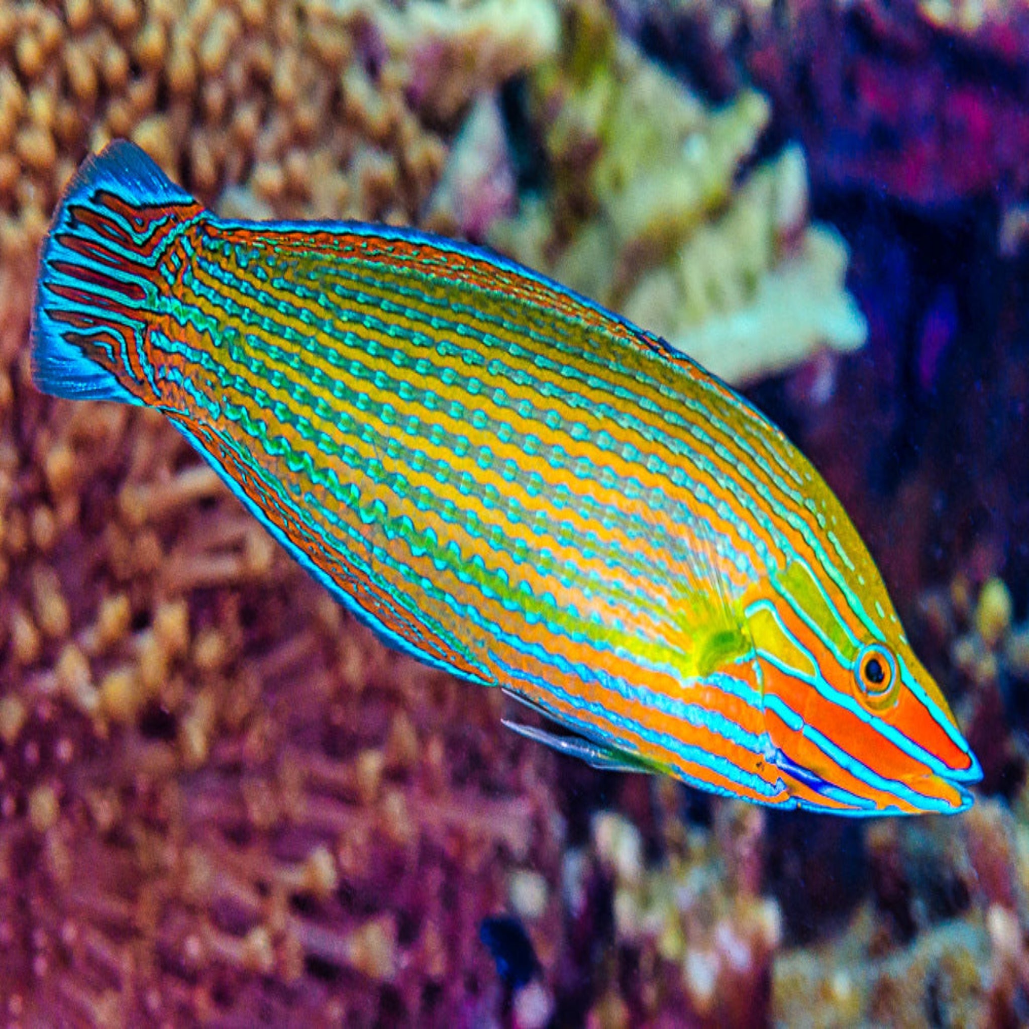 Richmond's Wrasse (Adult Male) (Halichoeres richmondi)