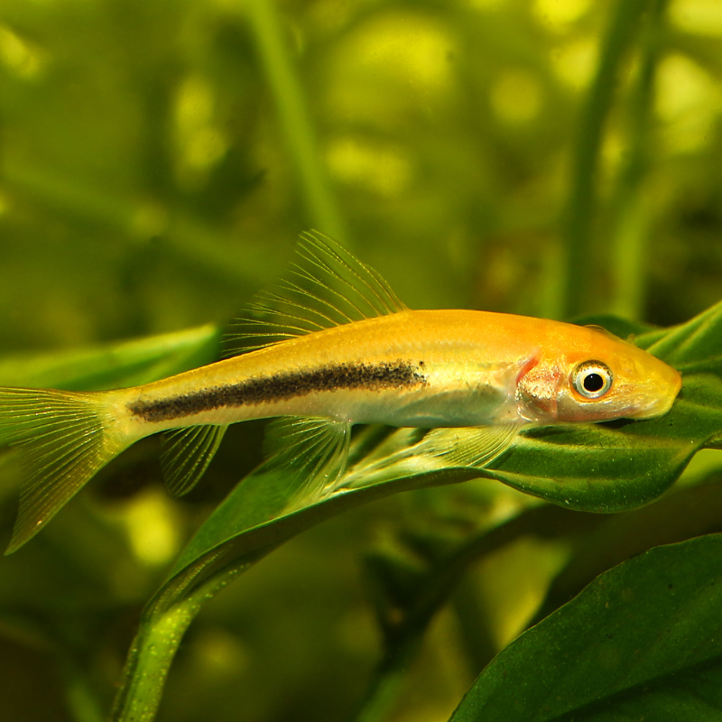 Chinese Algae Eater Golden Sucking Loach