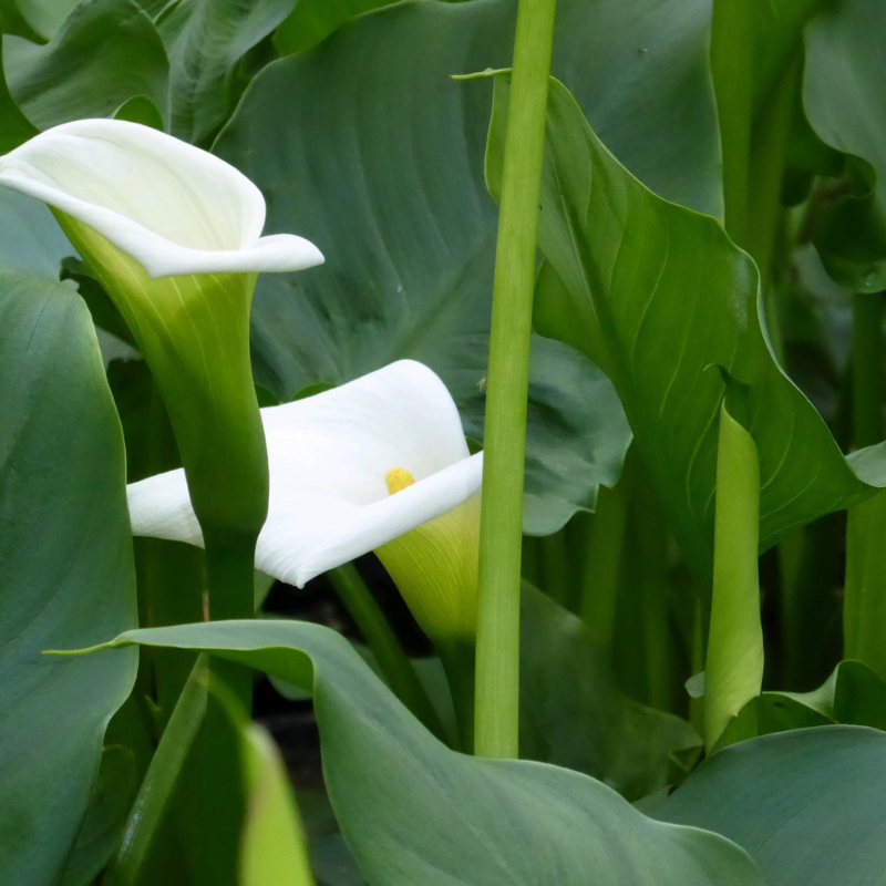 Zantedeschia Aethiopica 'Crowborough' Arum Lily 1Ltr Pond Plant