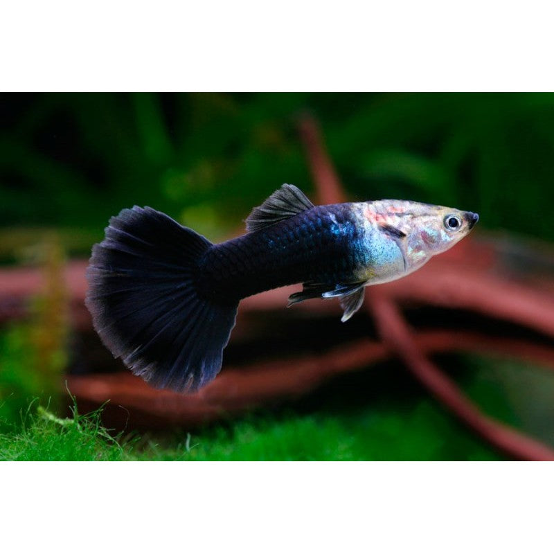 Male Black Guppy