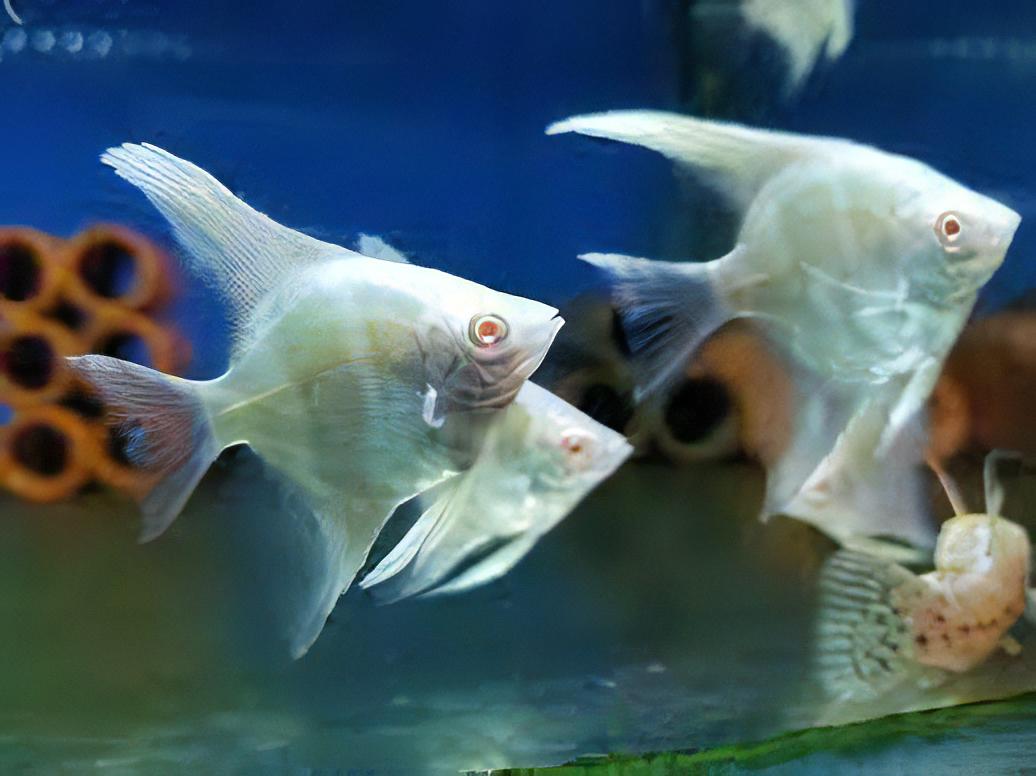 Albino Rio Japura Angelfish Pterophyllum Scalare 5cm - Real Aquatics