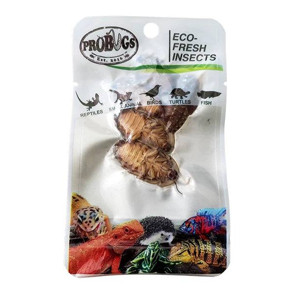 ProBugs Eco Fresh Insects Dubai Cockroaches 5pcs