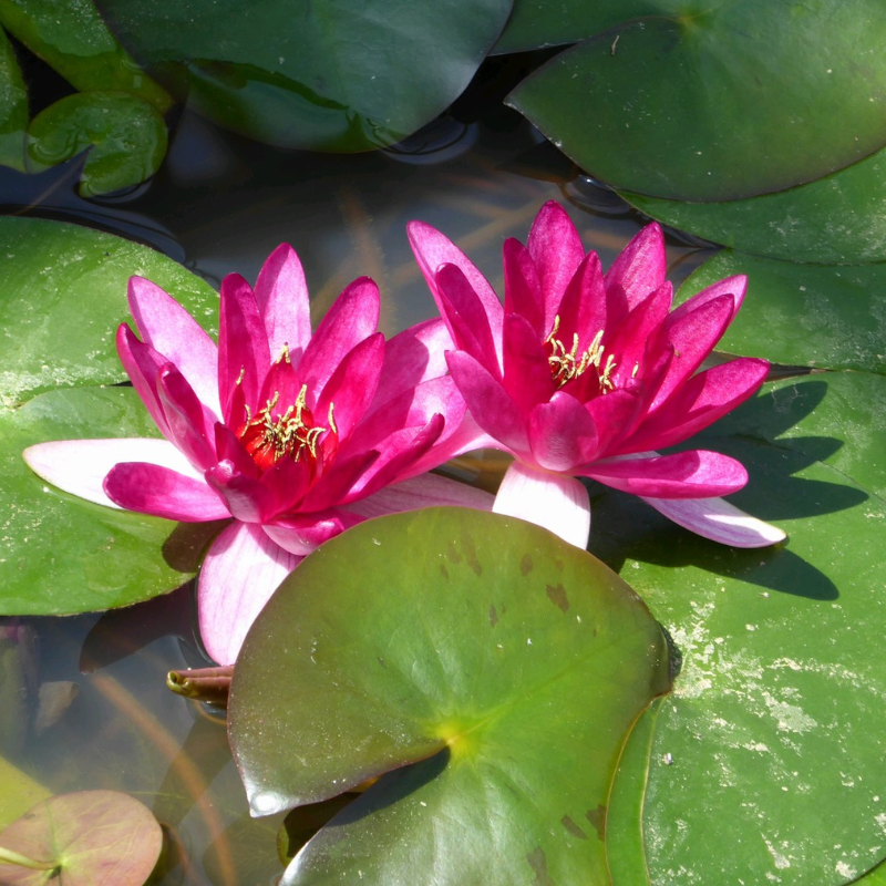 Nymphaea Xiafei Water Lily