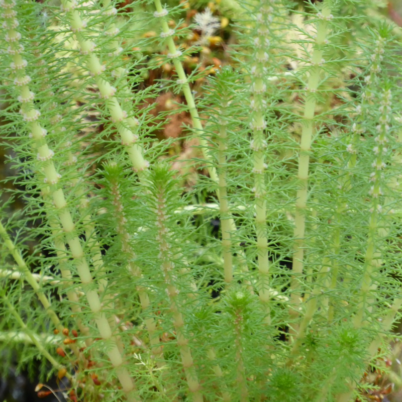 Myriophyllum Crispatum Upright Water Milfoil 
