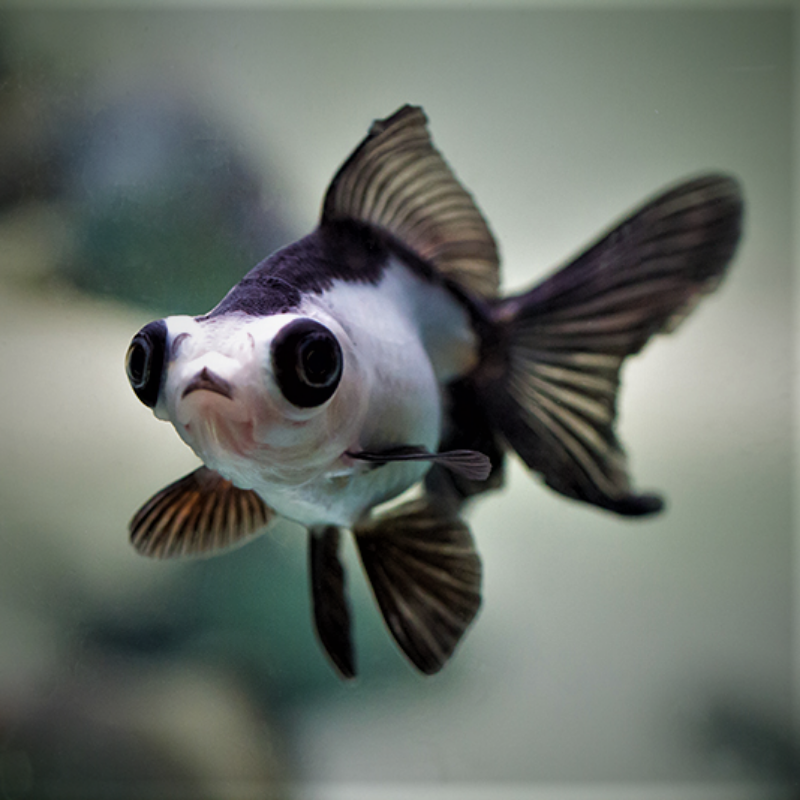 Panda Moor Goldfish 4-5"