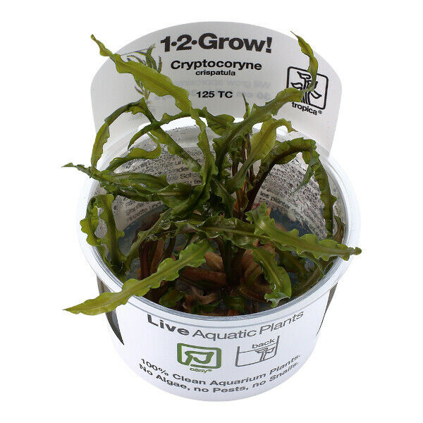 Tropica In Vitro 1-2-grow! Cryptocoryne Crispatula