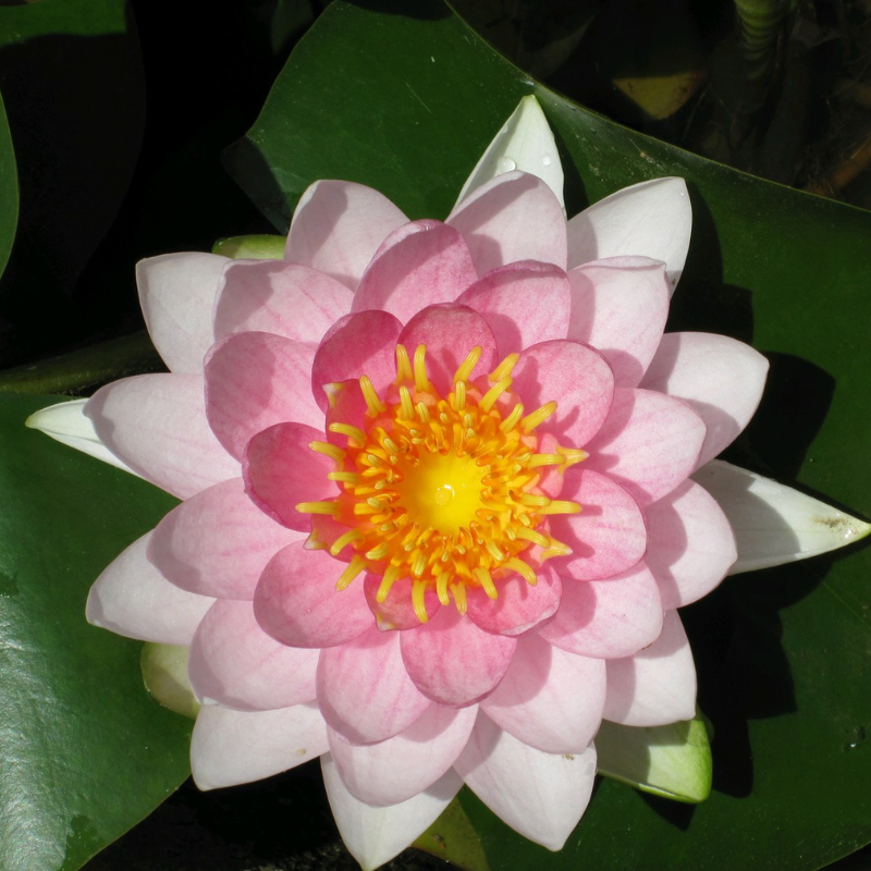 Nymphaea Madame Wilfron Gonnere Water Lily
