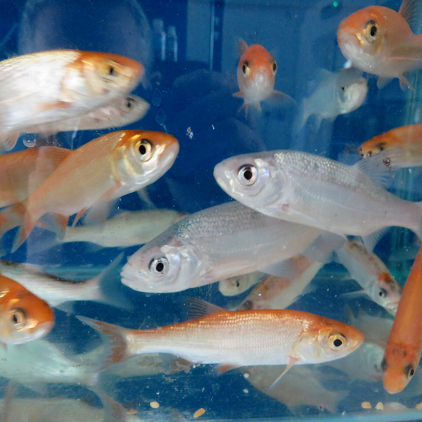 Orfe Blue & Golden Live Coldwater Fish Real Aquatics online