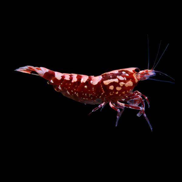 10 x Red Zebra Stardust High Grade Shrimp Caridina Sp 2cm - Real Aquatics