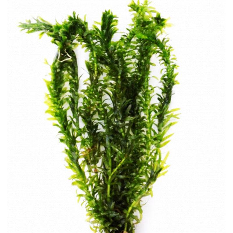 Elodea Densa Live Oxygenating Plant Bunch