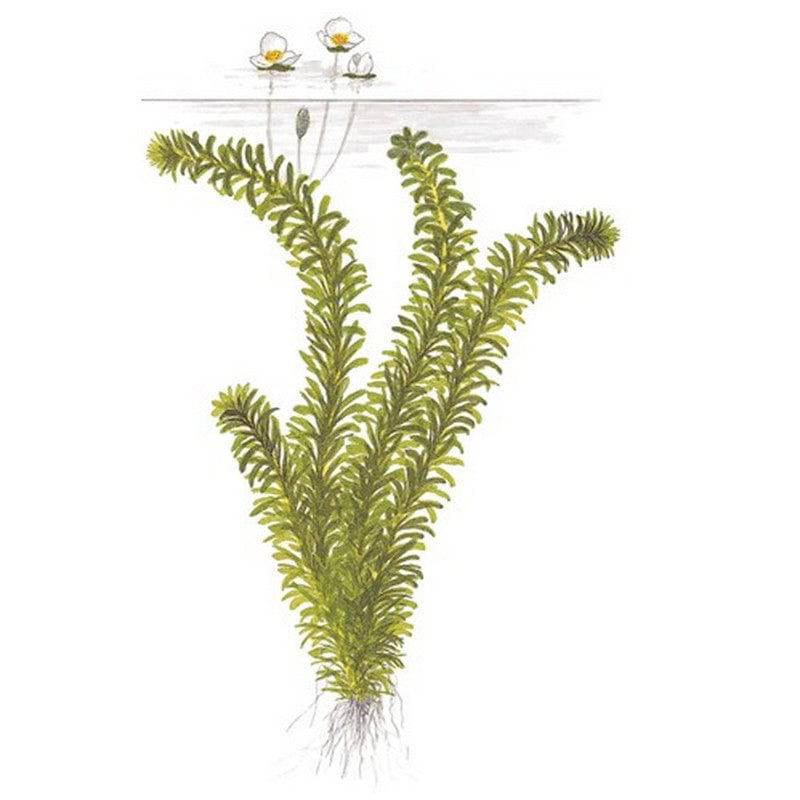 Elodea Densa Live Oxygenating Plant Bunch