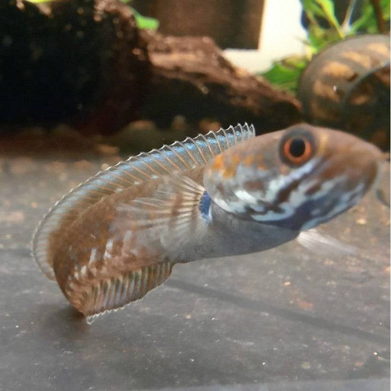 Snakehead Channa Andrao - Real Aquatics