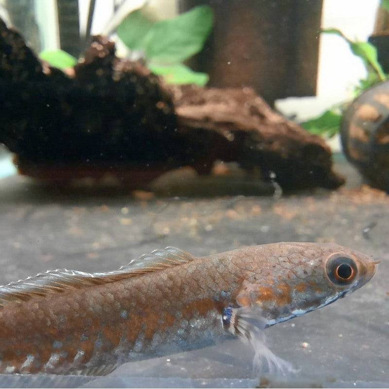 Snakehead Channa Andrao - Real Aquatics