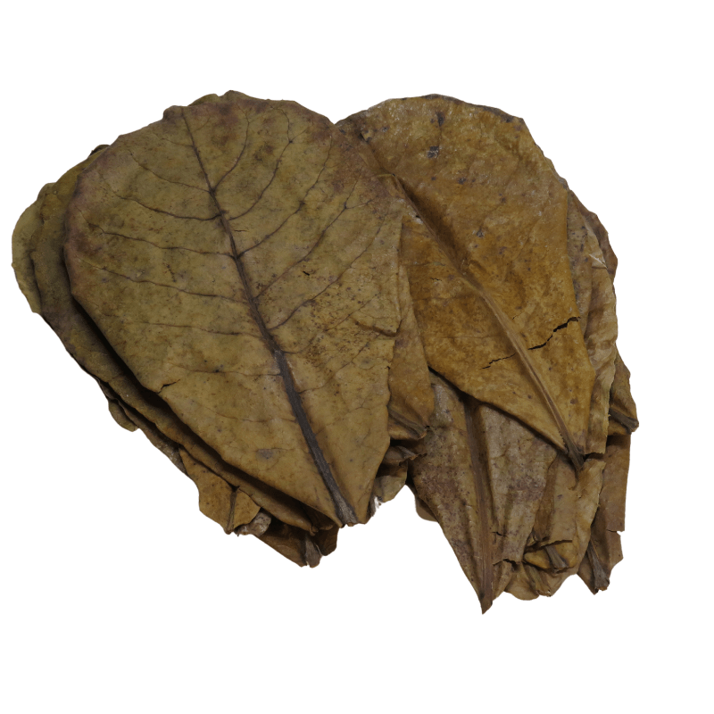 Indian Almond Catappa Leaf (XL) x5 - Real Aquatics