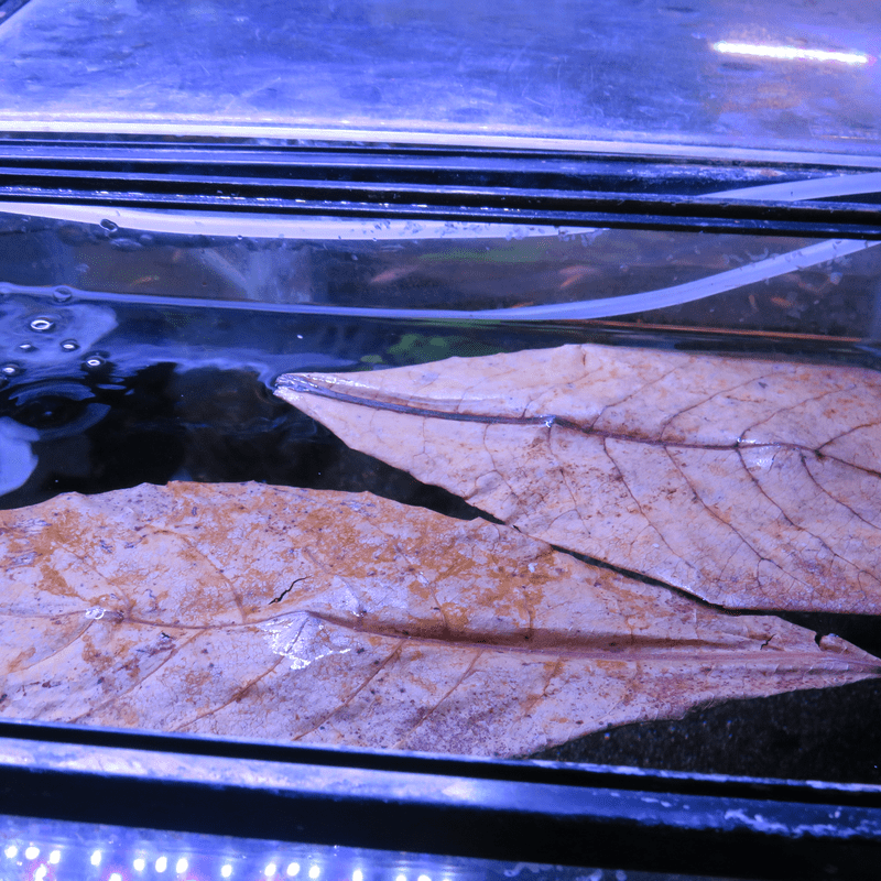 Indian Almond Catappa Leaf (XL) x5 - Real Aquatics