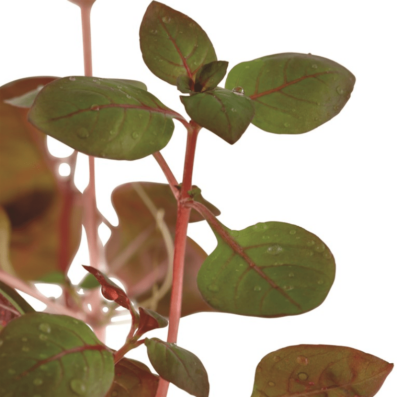 Ludwigia palustris red - Real Aquatics