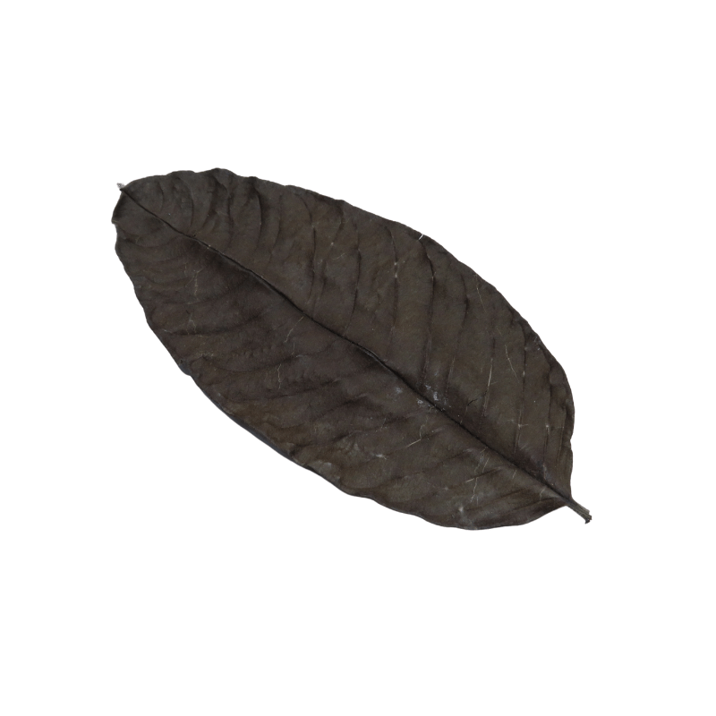 Natural Guava Leaves x20 - Real Aquatics