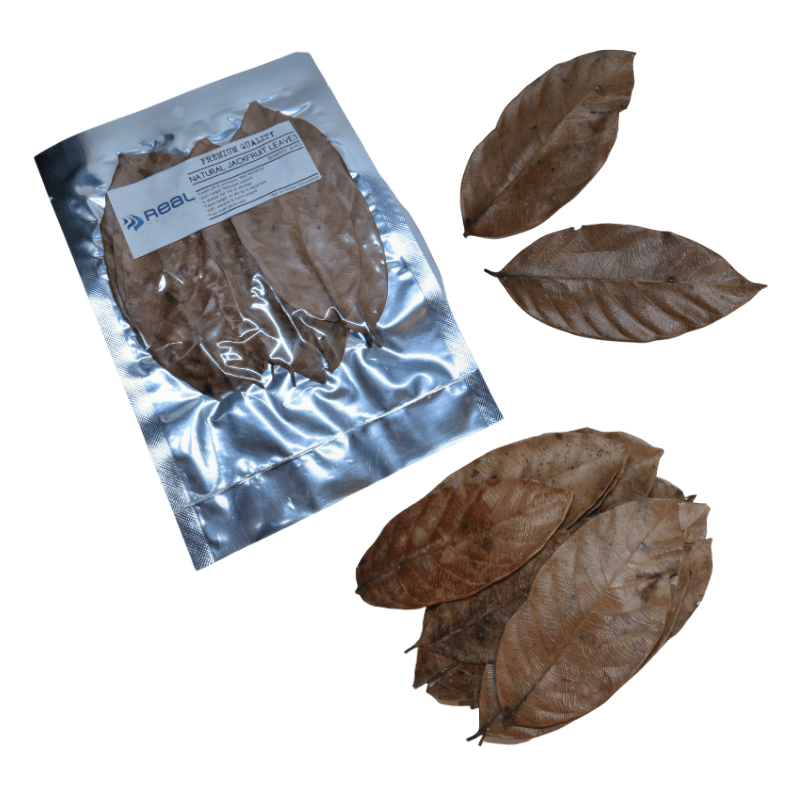 Natural Jackfruit Leaves x20 - Real Aquatics