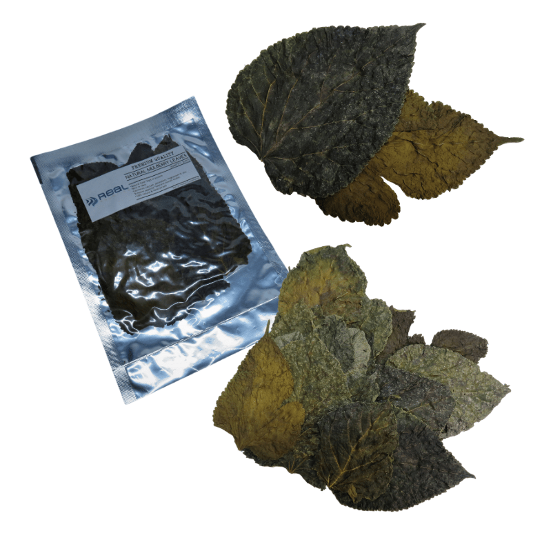 Natural Mulberry Leaves x20 Shrimp Food - Real Aquatics