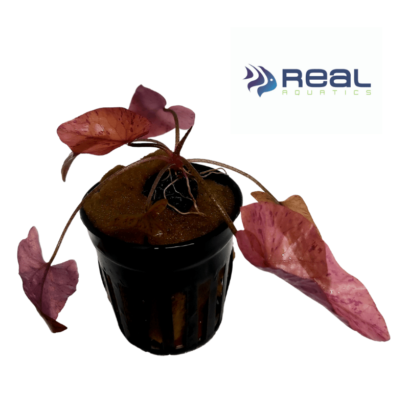 Red Tiger Lotus plant - Real Aquatics