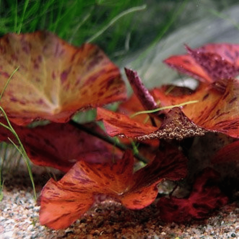 Red Tiger Lotus plant - Real Aquatics