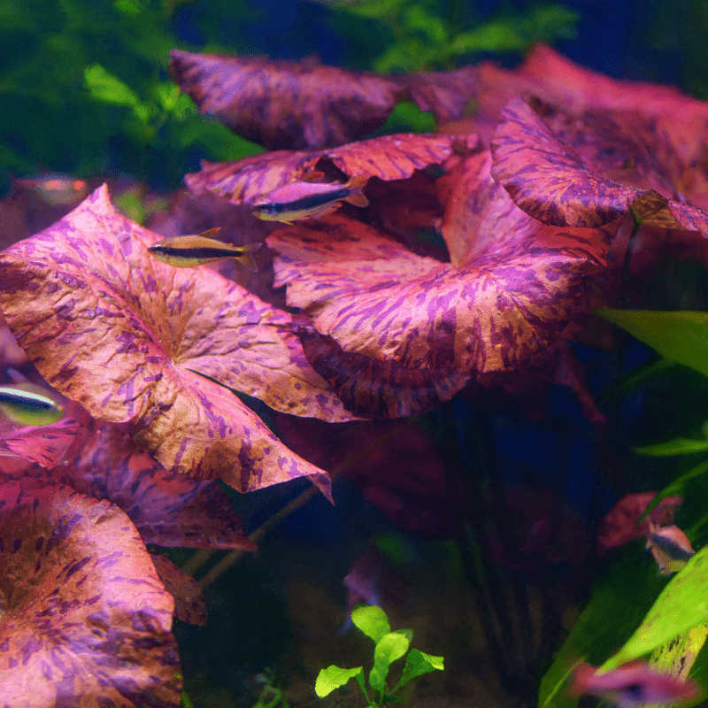 Red Tiger Lotus plant - Real Aquatics