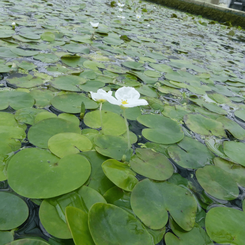 Frogbit Hydrocharis Morsus Ranae - Real Aquatics