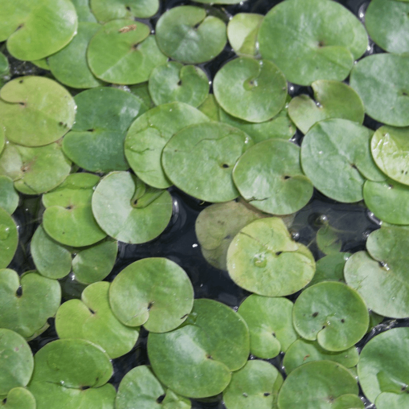 Frogbit Hydrocharis Morsus Ranae - Real Aquatics