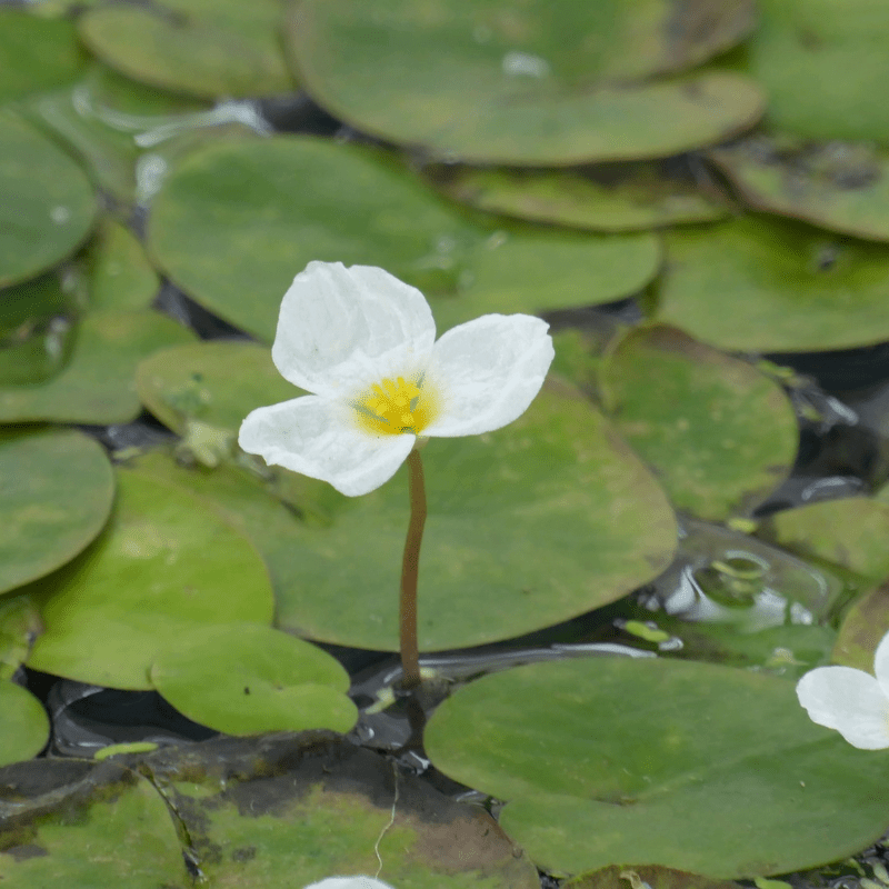 Frogbit Hydrocharis Morsus Ranae - Real Aquatics