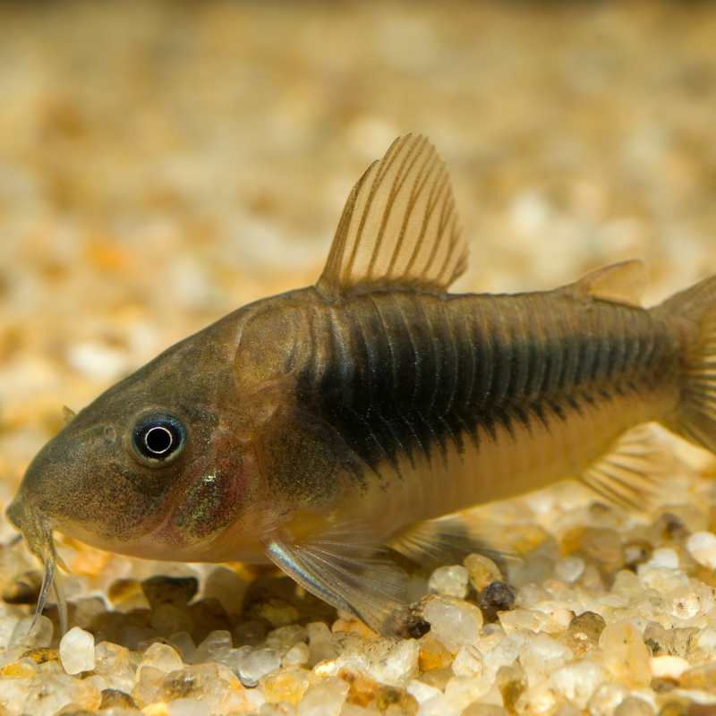 Bronze Corydoras Catfish