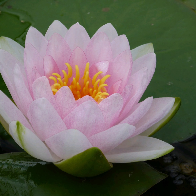 Nymphaea Madame Wilfron Gonnere Water Lily