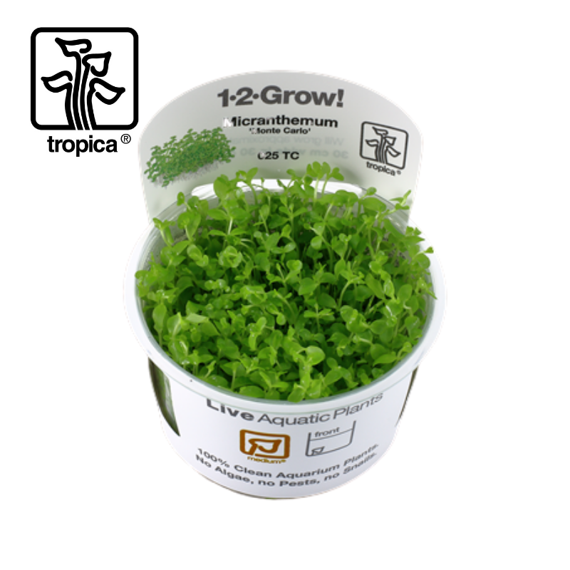 Tropica In-Vitro 1-2-Grow! Micranthemum 'Monte Carlo'