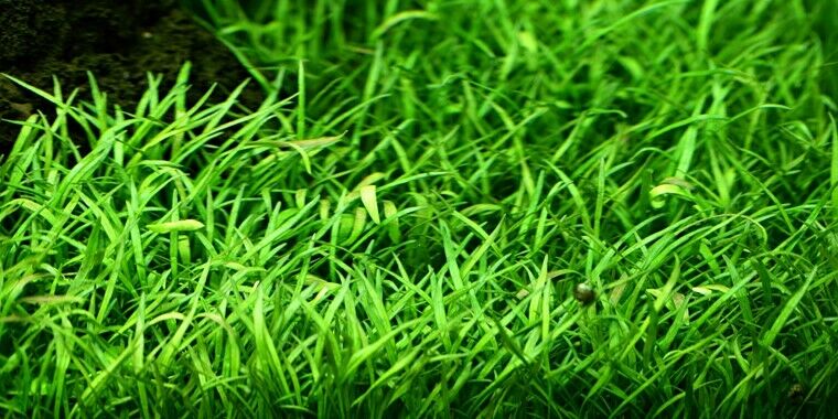 Tropica In Vitro 1-2-grow! Lilaeopsis brasiliensis