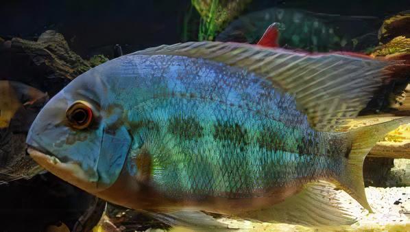 True Parrot Cichlid Hoplarchus Psittatus 10cm - Real Aquatics